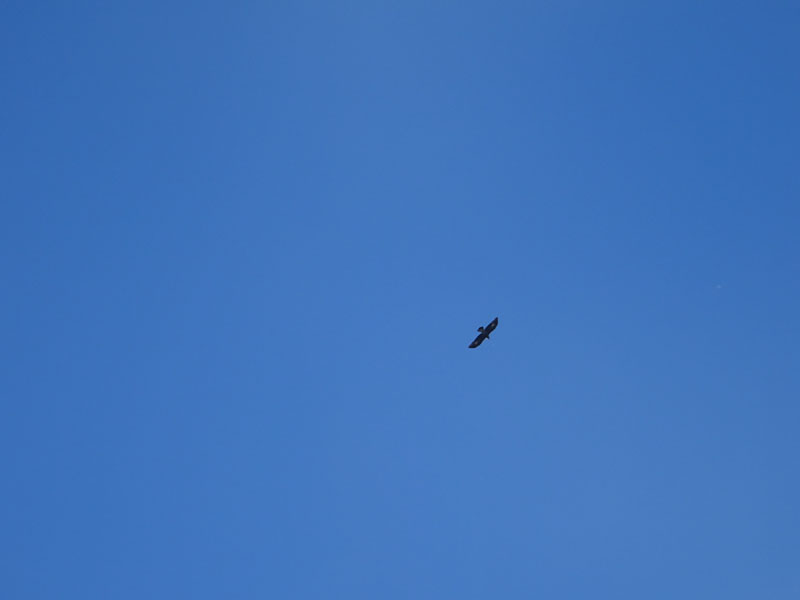 foto brutte 5.....Aquila chrysaetos